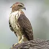 آموزش بافت پوست شاهین(بافت تخصصی تنه درخت)