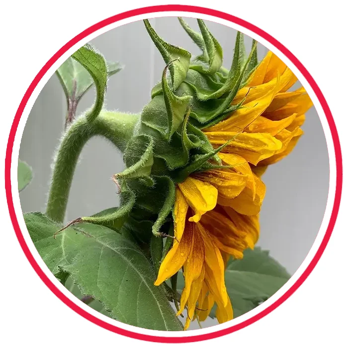 آموزش تخصصی آفتابگردون