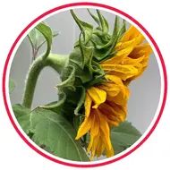 آموزش تخصصی آفتابگردون