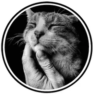 آموزش تخصصی گربه