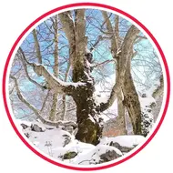 آموزش منظره زمستانی(برفی)